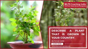 Read more about the article #195 DESCRIBE A PLANT THAT IS GROWN IN YOUR COUNTRY.