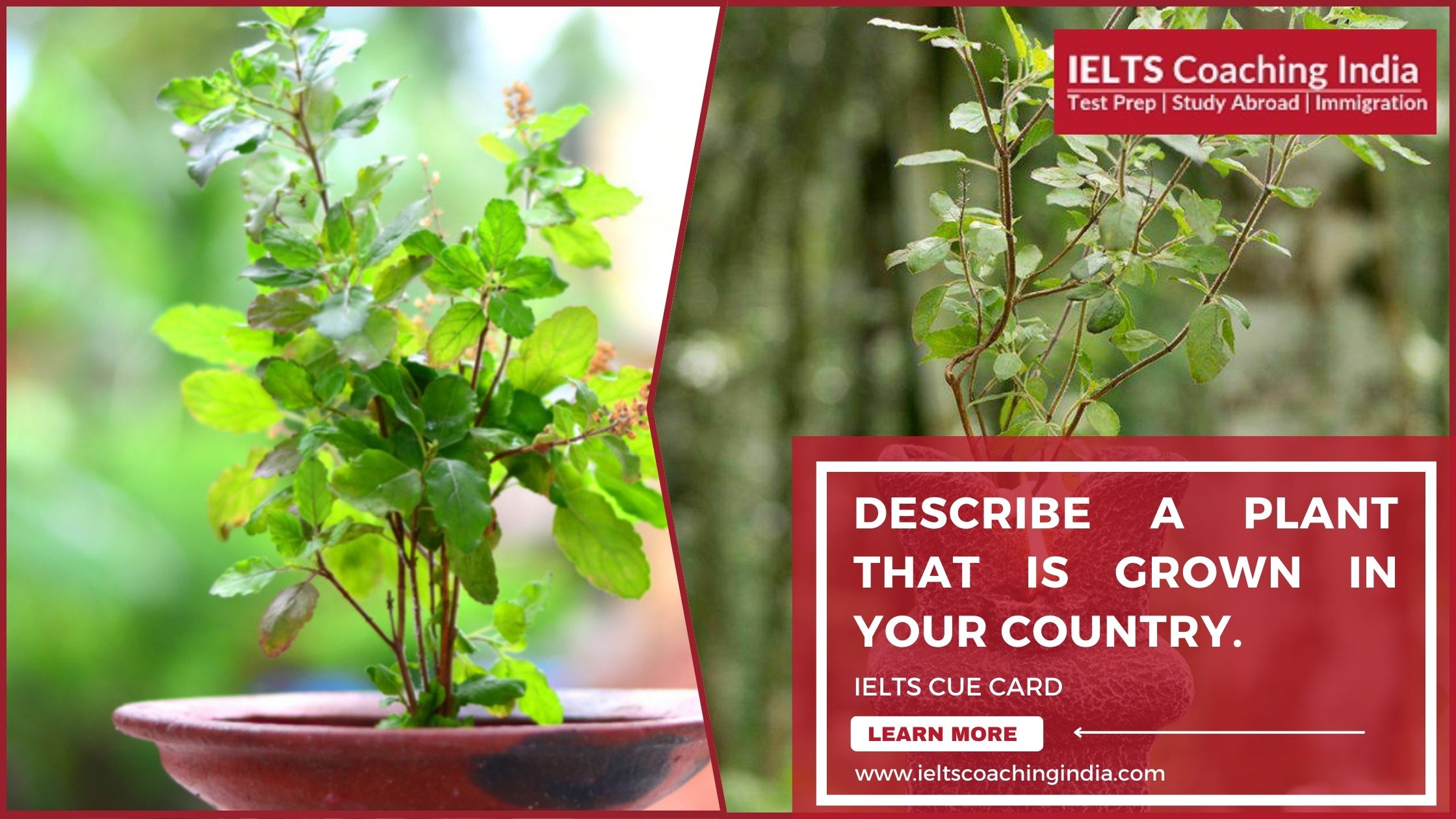You are currently viewing #195 DESCRIBE A PLANT THAT IS GROWN IN YOUR COUNTRY.